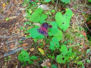 アザミの仲間のオヤマボクチの写真